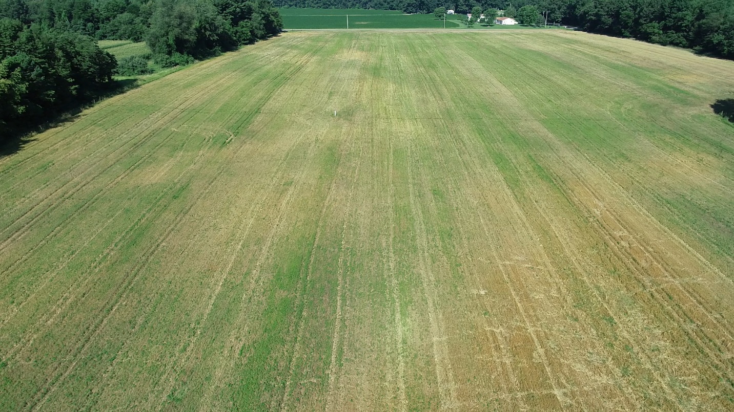 Weeds in a harvested wheat field.